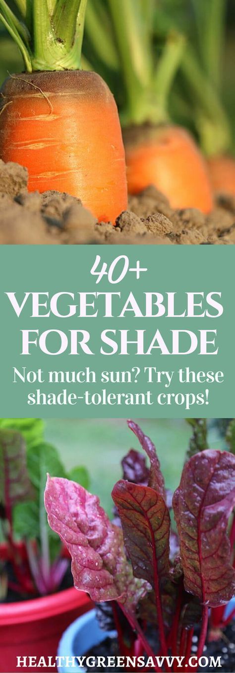 40+ Vegetables that Grow in Shade -   25 veggie garden design
 ideas