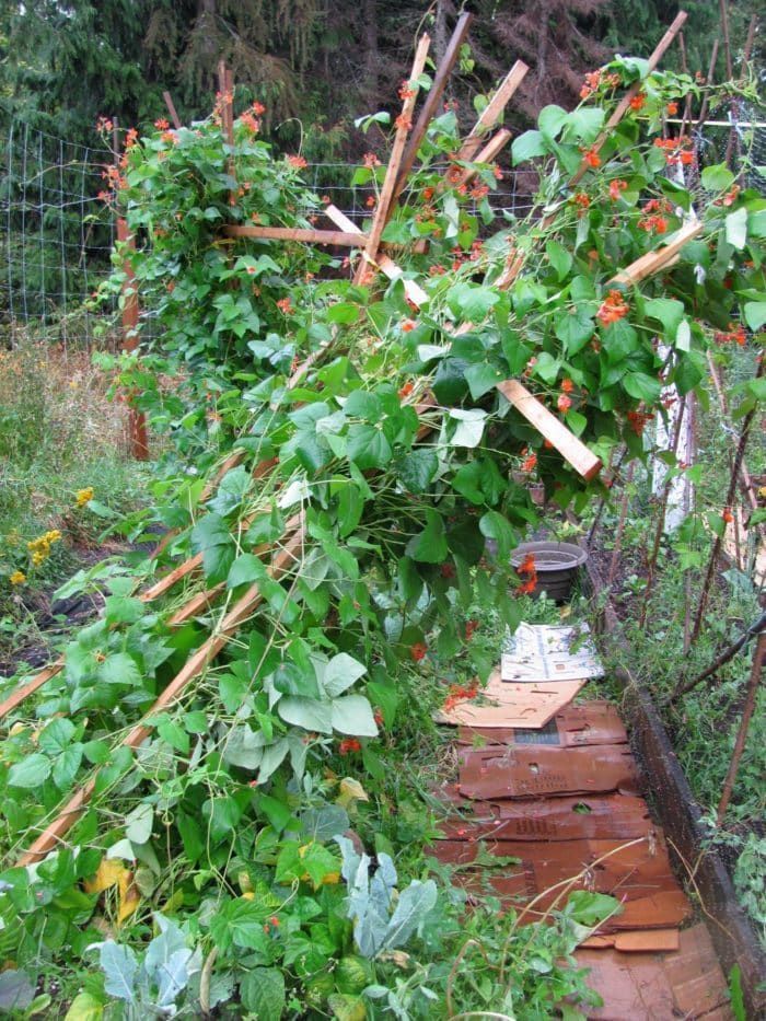 Garden Trellis Mistakes to Avoid for Climbing Plants -   25 vertical garden trellis
 ideas