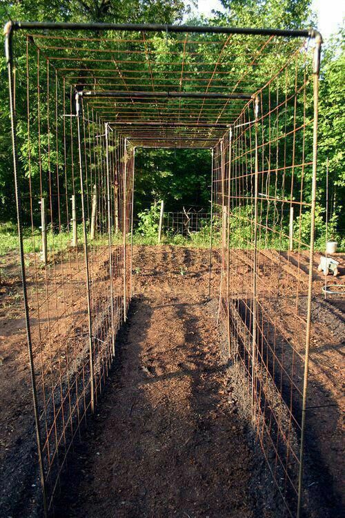 Cattle fence vertical garden trellis -   25 vertical garden trellis
 ideas