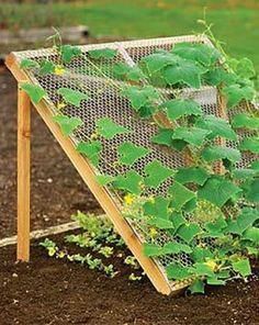 5 Vertical Vegetable Garden Ideas: angled trellis offers shade underneath. Brilliant idea for shade-growers! -   25 vertical garden trellis
 ideas