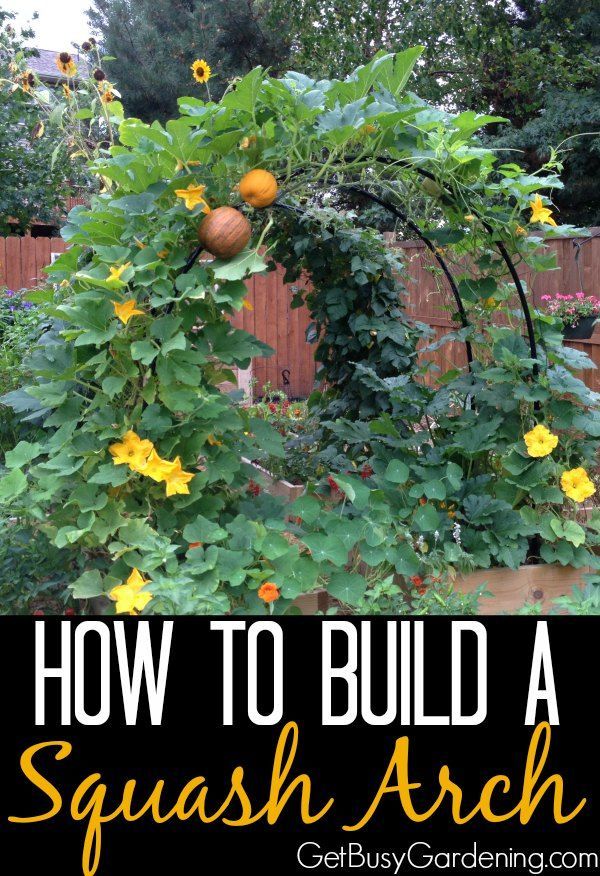 How To Build A Squash Arch For Your Garden -   25 vertical garden trellis
 ideas