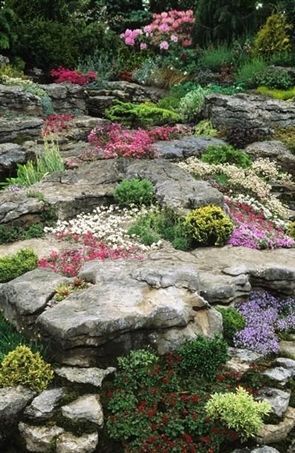 Sow hardy plants that need cold comfort -   10 alpine rock garden ideas