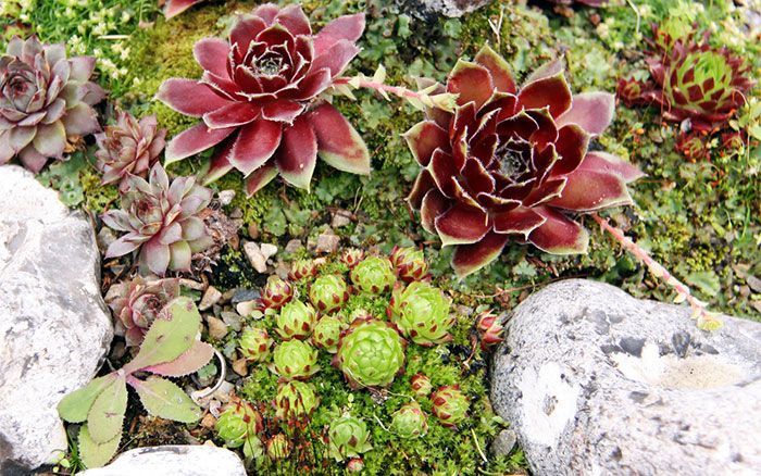 10 alpine rock garden
 ideas