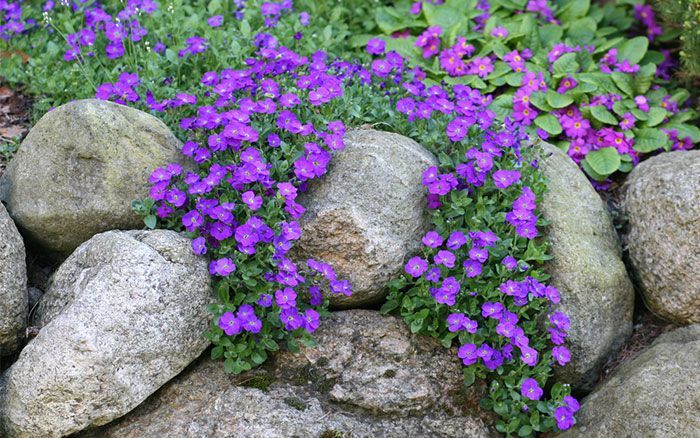 How to: build and plant an alpine rock garden -   10 alpine rock garden ideas