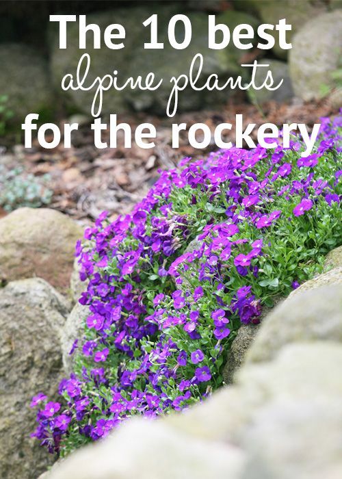 10 alpine rock garden
 ideas