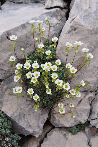 SAXIFRAGA CAESIA (Blaugr?ner Steinbrech. Sassifraga verdazzurra. Saxifrage bleuatre. Sinjezeleni kamnokre?. Grey saxifrage). Saxifragaceae -   10 alpine rock garden
 ideas