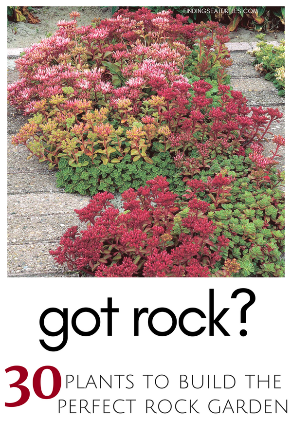 30 Rock Garden Plants That Perform Like Rock Stars -   10 alpine rock garden
 ideas