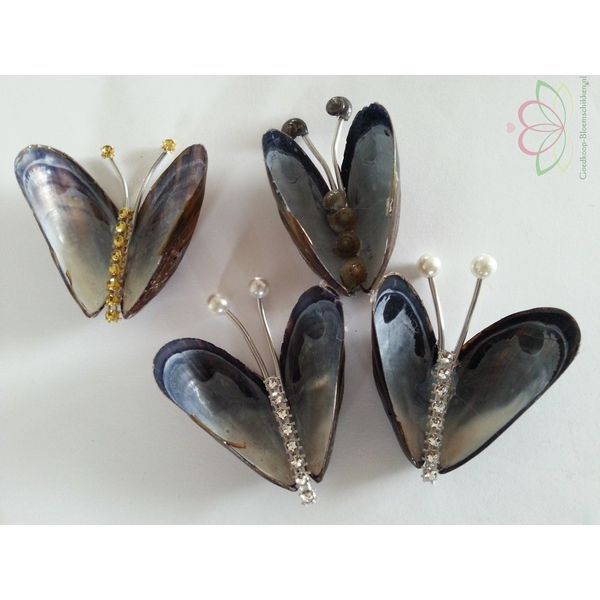 Mossel Zeeuwse Mossels Mosselen zak 500 gram -   18 seashell crafts butterfly
 ideas