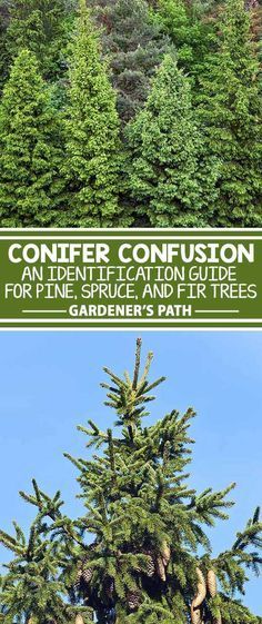 What the heck is that conifer tree? Chalk it up to “Problems Only Gardeners Face,” but it’s a pain in the booty deducing whether a tree is a pine, spruce, or fir. Learning the differences between these trees can be a challenge, but it’s a rewarding one. Continue reading on Gardener’s Path now for our sure-thing identification guidelines. -   21 pine garden edging
 ideas