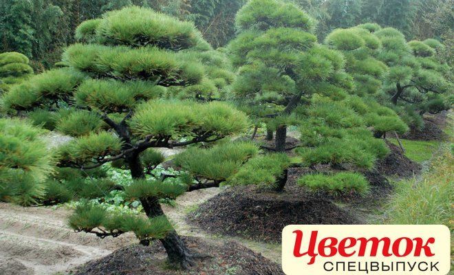 Ниваки: мастер-класс по стрижке деревьев -   21 pine garden edging
 ideas