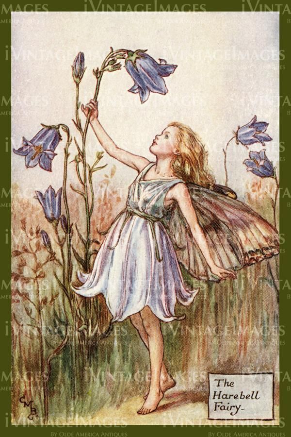 Cicely Barker 1923 - 7 - The Harebell Fairy -   24 fairy garden drawing
 ideas