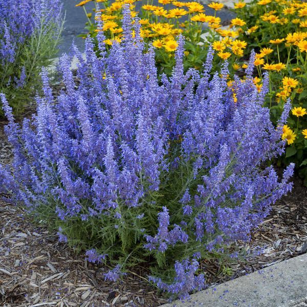 12 Drought Tolerant Flowers and Plants That'll Add Color to Your Garden -   24 garden design water
 ideas