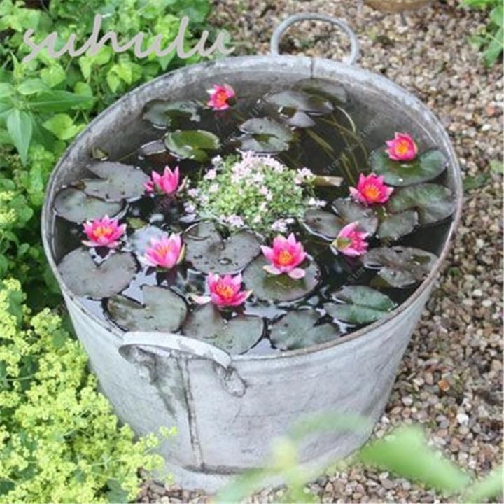 Lotus Seeds Mini 5pcs New Hyacinth Pond Water Lily Seeds Indoor Pots -   24 garden design water
 ideas