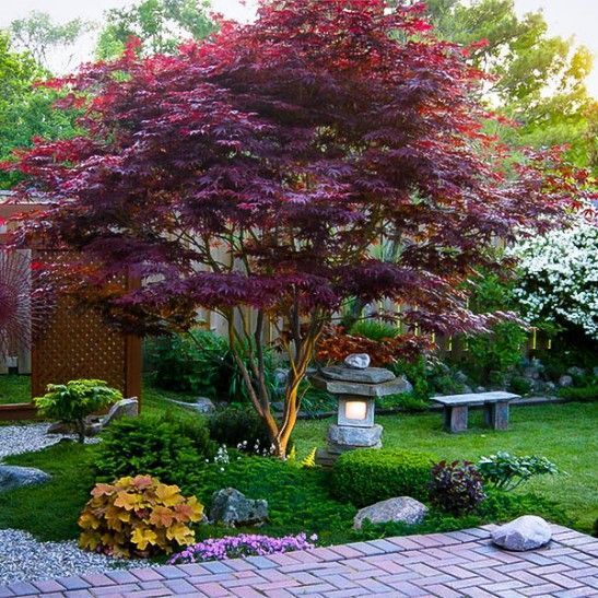 10 zen garden tree
 ideas