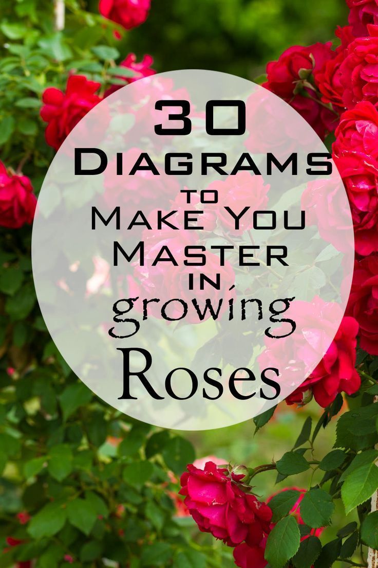 30 Diagrams to Make You Master in Growing Roses -   11 rose garden illustration
 ideas