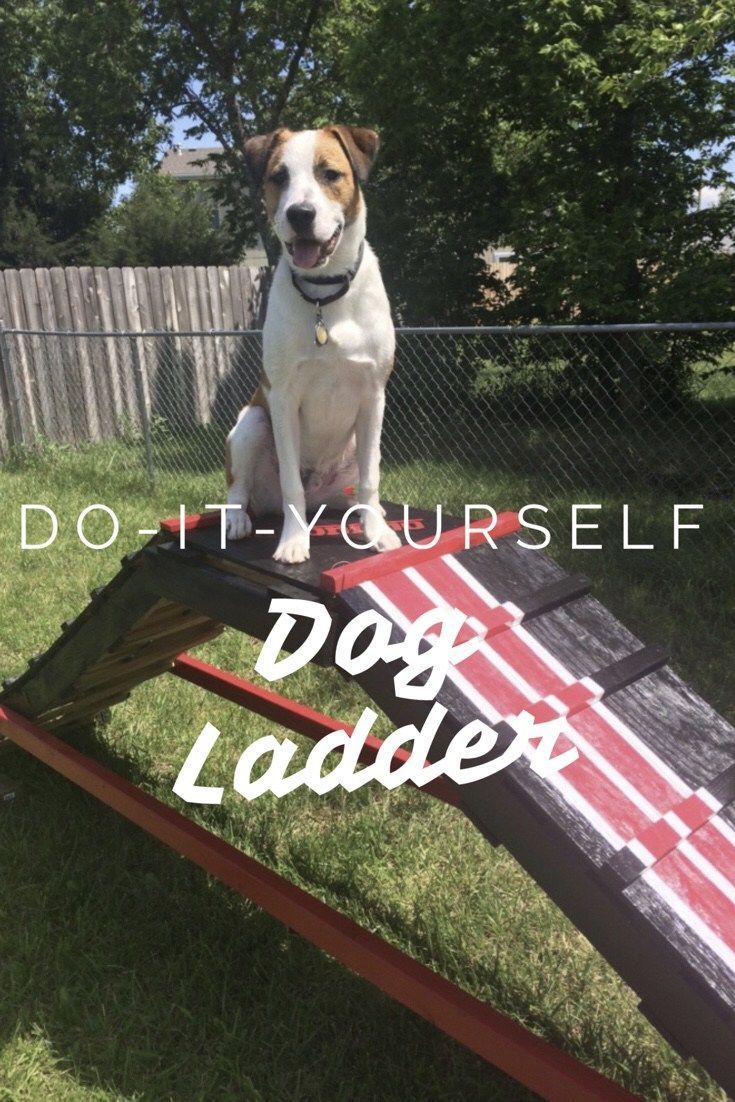 20 diy dog outdoor
 ideas