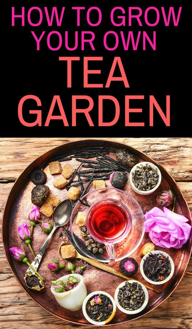 How to Grow Your Own Tea Garden -   23 herb garden
 ideas