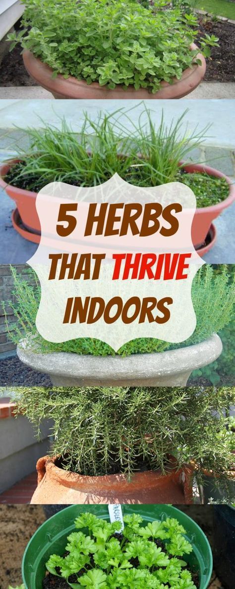 5 Herbs That Thrive Indoors -   23 herb garden
 ideas