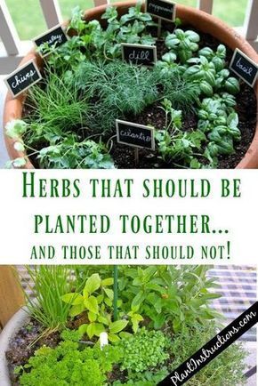 Herbs That Grow Together In a Pot -   23 herb garden
 ideas