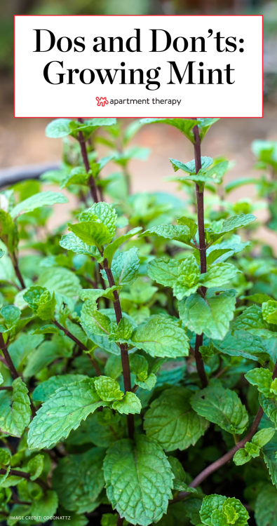 The Dos & Don’ts of Growing Mint -   23 herb garden
 ideas
