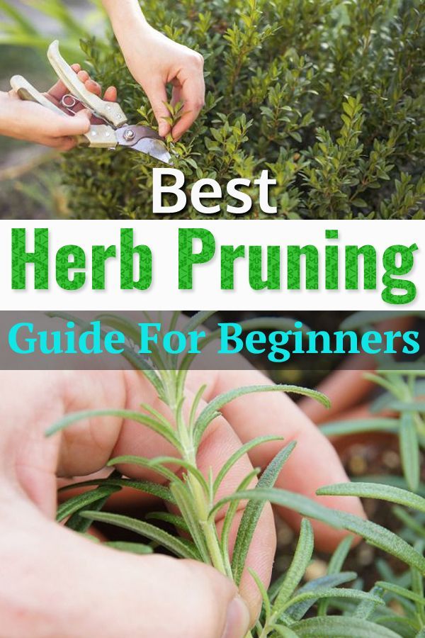 Best Herb Pruning Guide For Beginners -   23 herb garden
 ideas