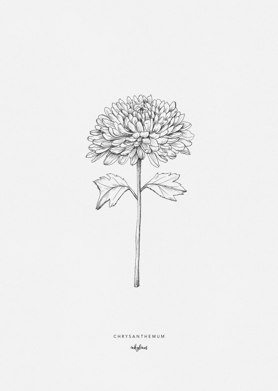 Chrysanthemum -   5 tattoo family drawings
 ideas
