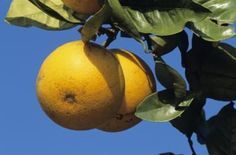 The Unofficial Mayo Clinic Grapefruit Diet Plan -   11 grapefruit diet website
 ideas