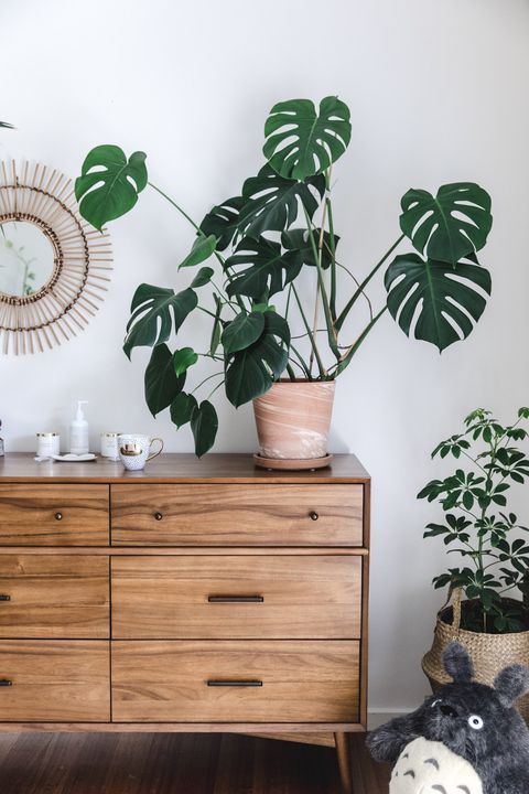 12 plants In Bedroom dresser
 ideas