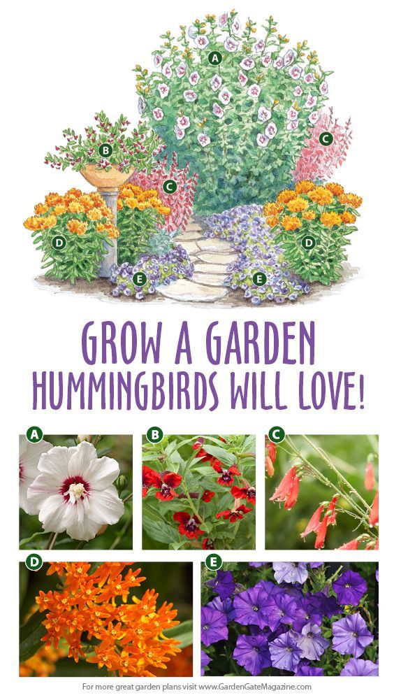 Grow a garden hummingbirds love -   13 garden design Natural landscaping
 ideas