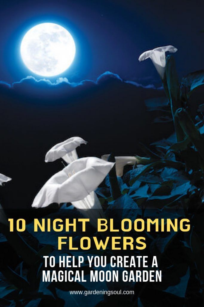10 Night Blooming Flowers To Help You Create A Magical Moon Garden -   13 garden design Natural landscaping
 ideas