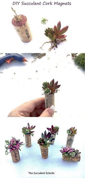 DIY Wine Cork Succulent Magnet Mini Planters -   14 diy projects Wedding wine corks
 ideas