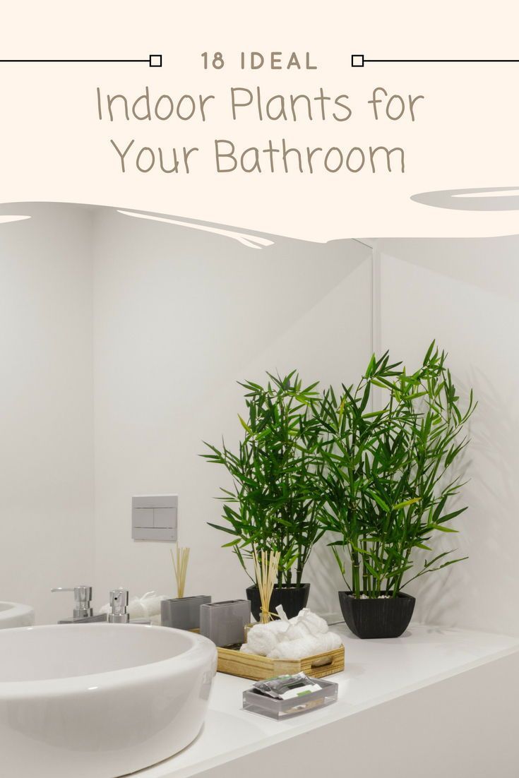 18 Ideal Indoor Plants for Your Bathroom -   16 plants Bathroom counter
 ideas