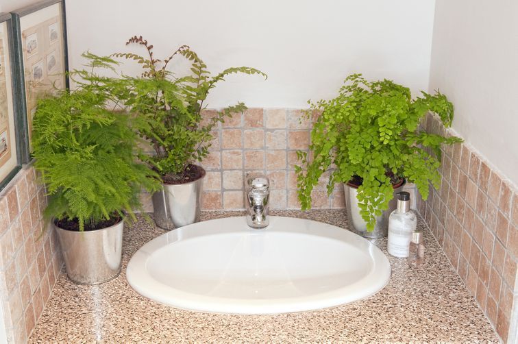 Dress Up Your Bathroom With These Moisture Loving Plants -   16 plants Bathroom counter
 ideas