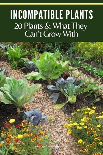 Incompatible Plants: 20 Plants & What They Can’t Grow With -   16 raised garden path
 ideas