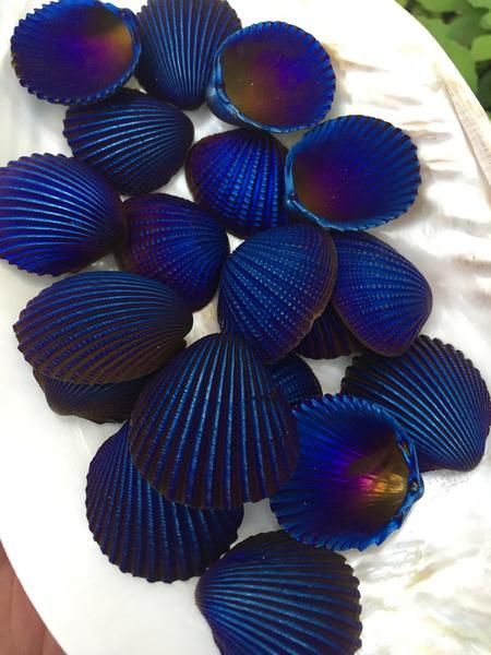 Cobalt Blue Aura Shells -   19 beach shell crafts
 ideas