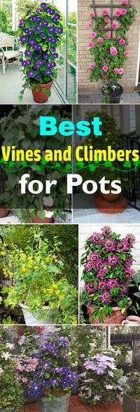 24 Best Vines for Containers -   19 plants Climbing decks
 ideas