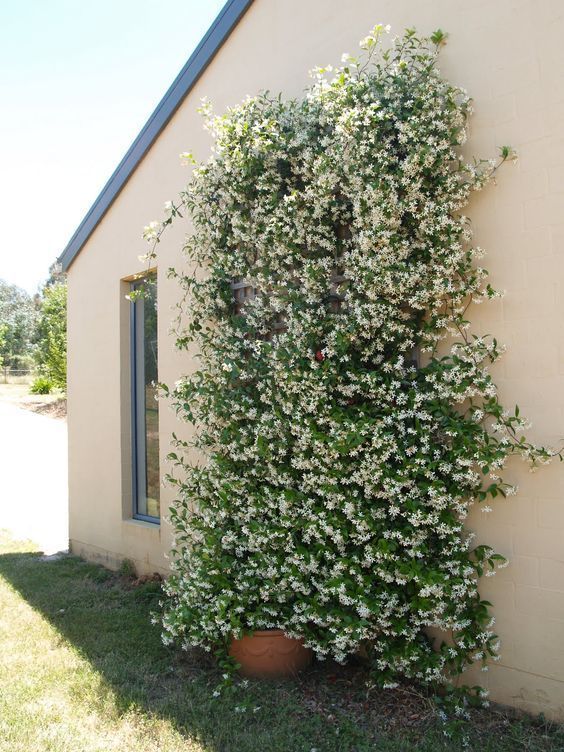 Garden decoration with jasmine the most popular climbing plant -   19 plants Climbing decks
 ideas