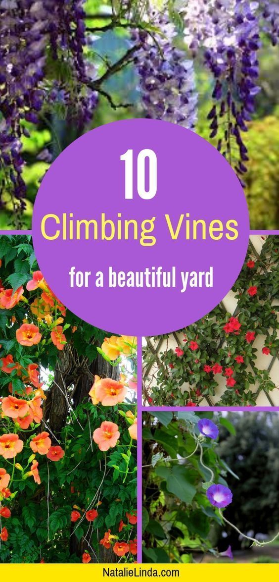 10 Climbing Vines That'll Beautify Your Garden -   19 plants Climbing decks
 ideas