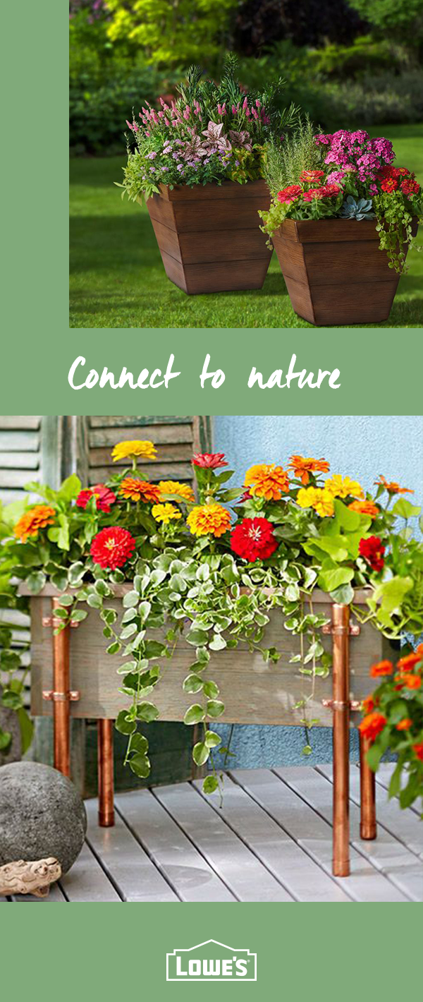 Make an entrance to your garden with colorful, easy-care plants and gardening essentials from Lowe’s. Start your backyard transformation today. -   19 plants Climbing decks
 ideas
