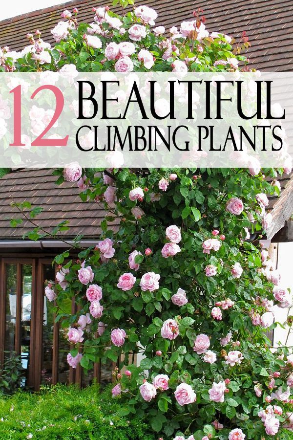 12 Beautiful Climbing Plants -   19 plants Climbing decks
 ideas