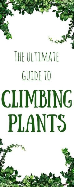 19 plants Climbing decks
 ideas