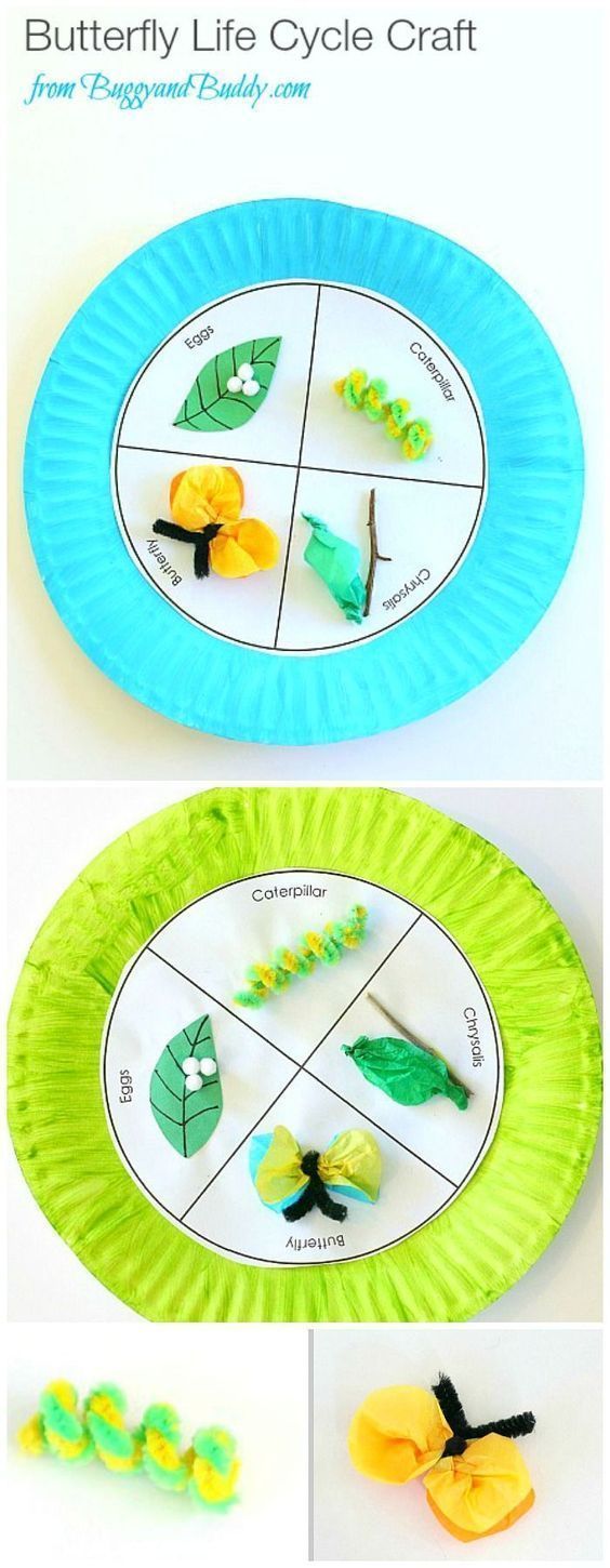Butterfly Life Cycle Paper Plate Craft -   19 simple crafts kindergarten ideas