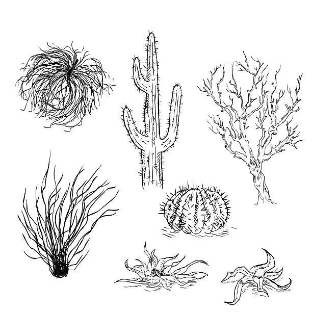 Vector Set of Sketch Cactuses and Desert Plants -   20 desert planting Illustration
 ideas
