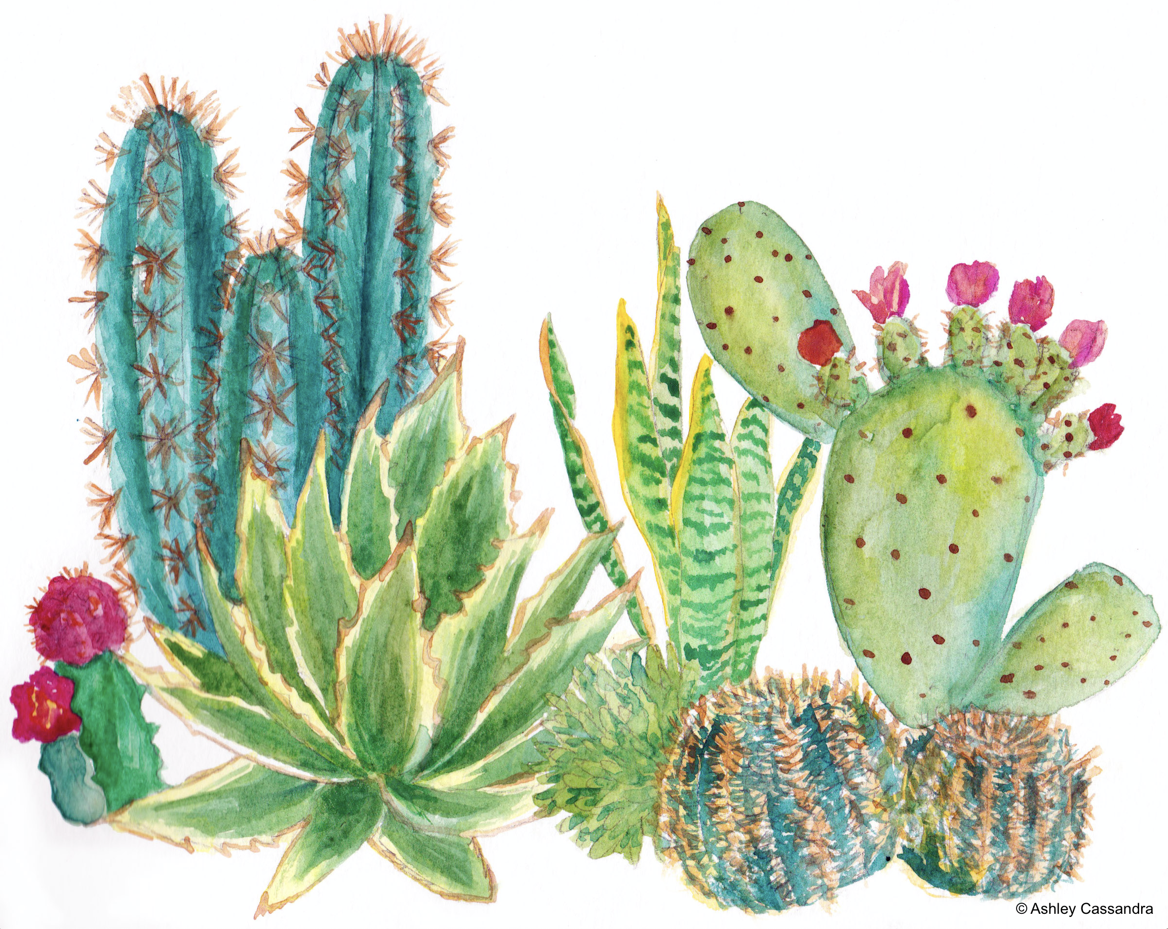 Succulent and cactus art -   20 desert planting Illustration
 ideas