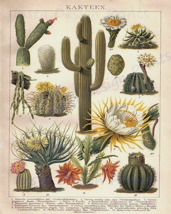 Cactus Desert Plants  8