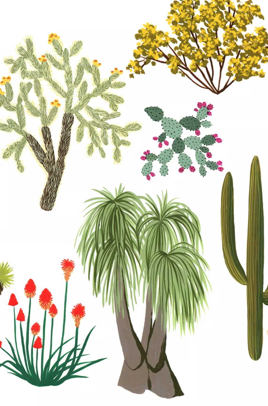 You’ll find some of Earth’s most unique flora in Southern California’s desert -   20 desert planting Illustration
 ideas