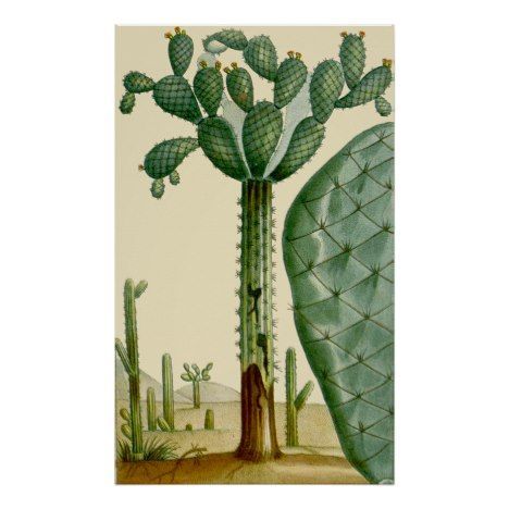 Desert Cacti Scene Poster | Zazzle.com -   20 desert planting Illustration
 ideas
