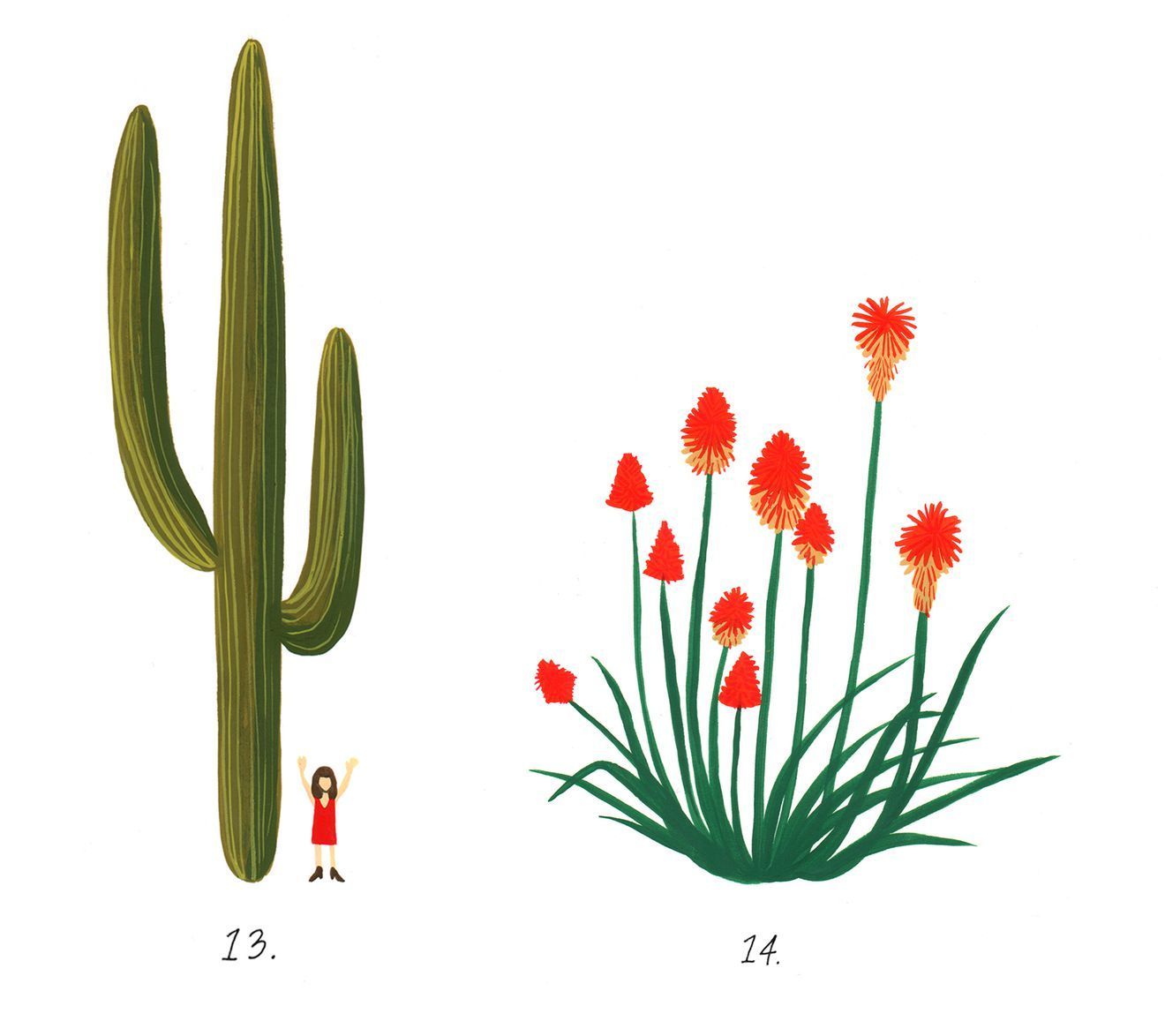 You’ll find some of Earth’s most unique flora in Southern California’s desert -   20 desert planting Illustration
 ideas