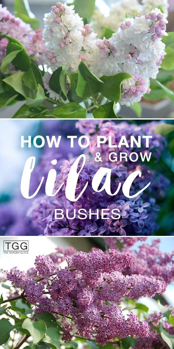 Planting Lilac Bushes & How to Grow Them -   25 plants Growing backyards
 ideas