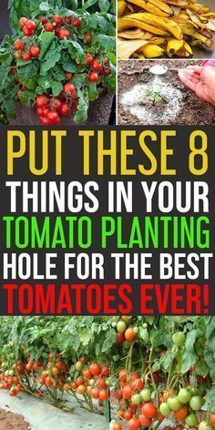 Put These 8 Things In Your Tomato Planting Hole for Awesome Yield -   25 plants Growing backyards
 ideas